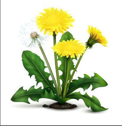 Blooming dandelions vector illustrations free download