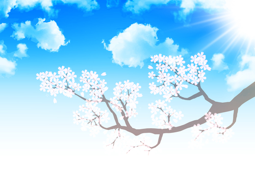 Cherry blossom under blue sky vector