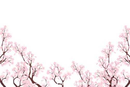 Cherry blossom vector on white background