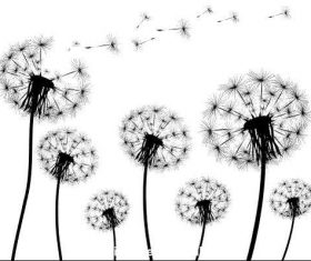 Dandelions vector illustrations