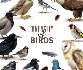 Different birds kinds realistic illustrations vector