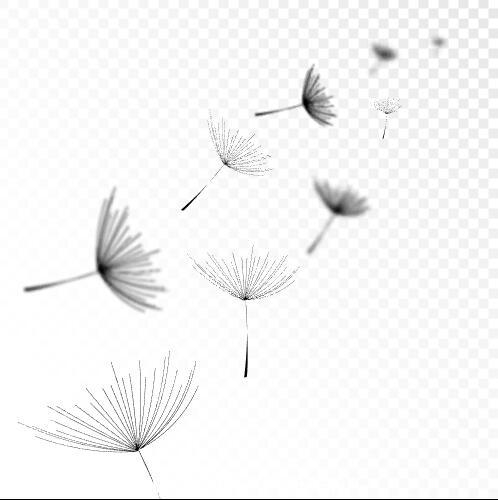 Flying dandelions vector illustrations