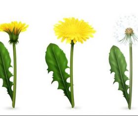Growing dandelions vector illustrations