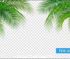 Plant leaves vector illustrations