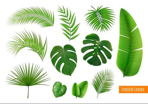 Tropical leaves vector illustrations