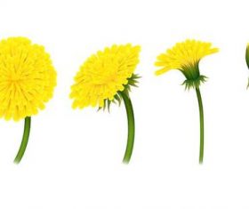 Yellow growth dandelions vector illustrations