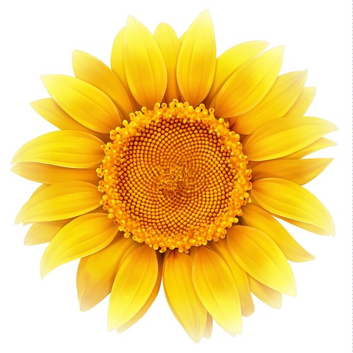 Download Yellow Sunflower Vector free download