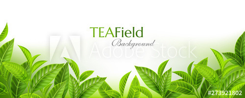 Tea Field vector illustration