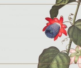 The winged passion flower rectangle frame vector