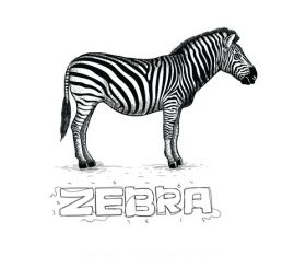 Zebra hand drawing illustration black and white vector