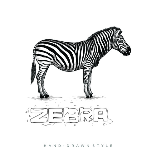 Zebra hand drawing illustration black and white vector