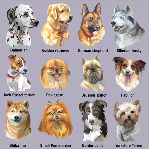 Breed dog portrait vector