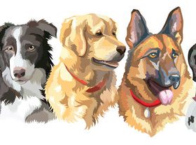 Different breed dog portrait vector