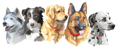 Different breed dog portrait vector