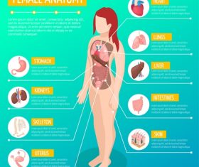 Female anatomy vector