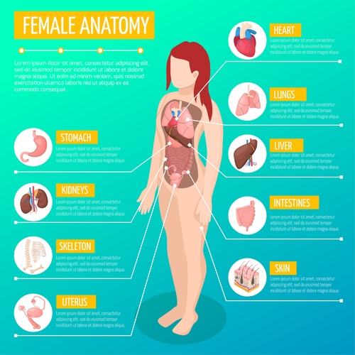 Female anatomy vector