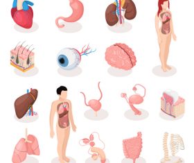 Human organs medical icon vector