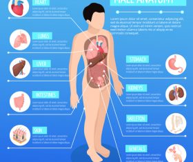 Male anatomy icon vector