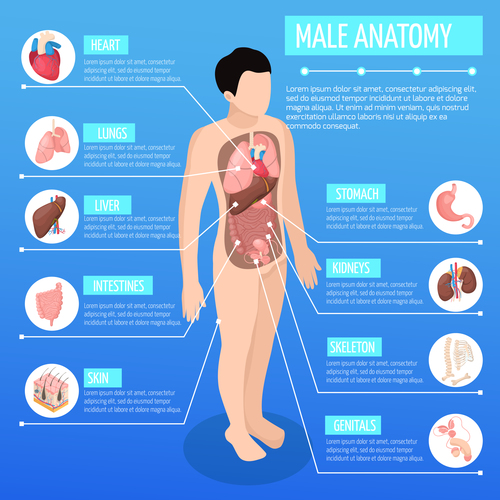 Male anatomy icon vector