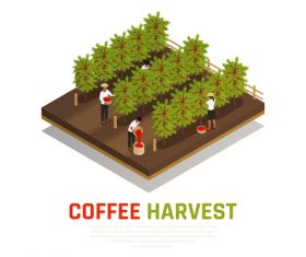 Planting coffee vector