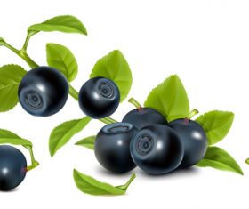 Blueberry and leaf vector
