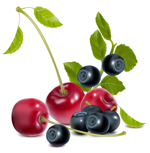 Cherries and Blueberries vector