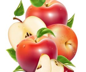 Cut apple and fresh apple vector