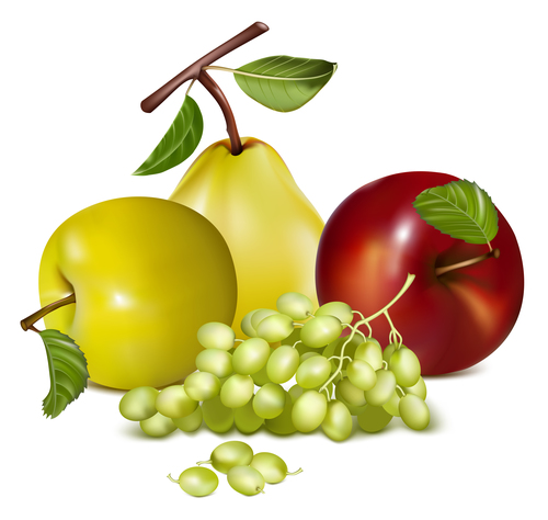Different varieties of apples and grapes vector illustration