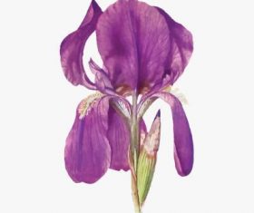 Iris flower illustration vector