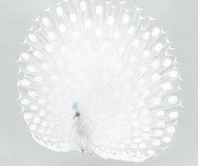 White peacock vector