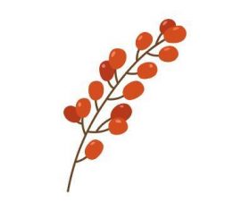 Autumn berries vector