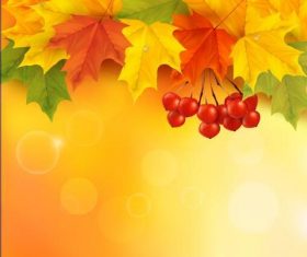 Autumn leaves and fruits vector