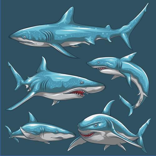 Shark hand drawn illustration vector