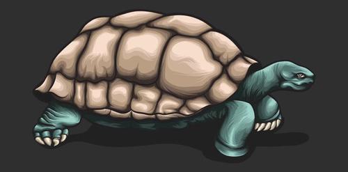 Tortoise hand drawn illustration vector