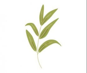 Willow leaf vector