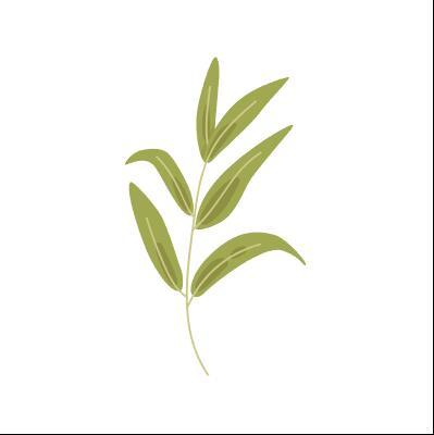 Willow leaf vector