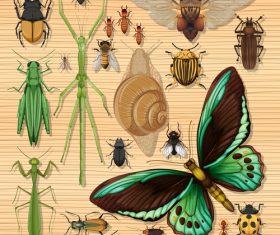 Insect specimen vector