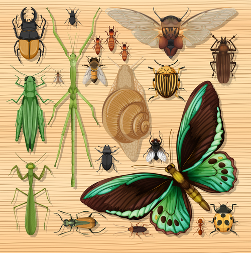 Insect specimen vector