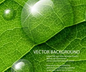 Leaf water drops background vector
