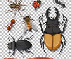 Longhorn beetle ant etc insect specimen vector