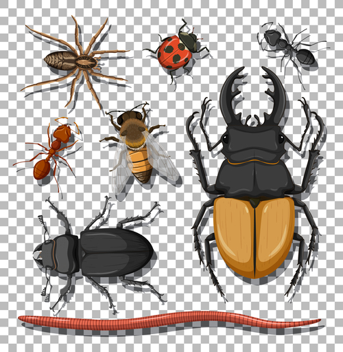 Longhorn beetle ant etc insect specimen vector