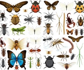 Various insect specimens vector