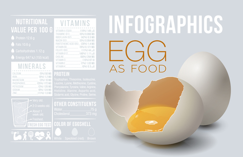 Egg as food infographic vector