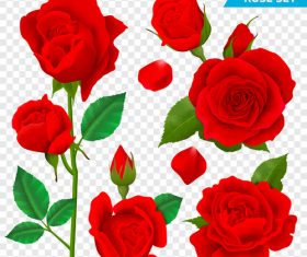 Beautiful red rose vector