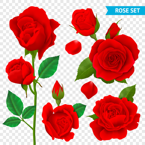 Beautiful red rose vector