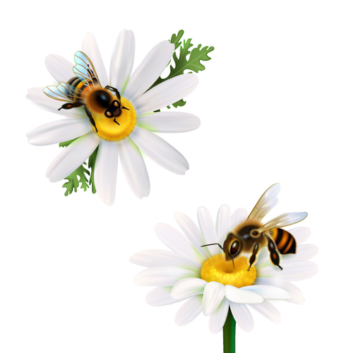 Bee collecting nectar background vector