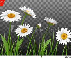 Camomile background vector