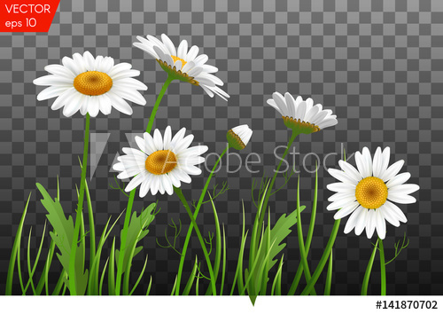 Camomile background vector