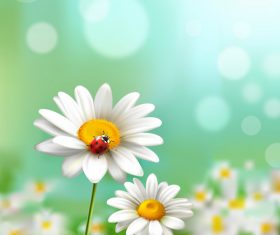 Chamomile flowers and ladybug in vector