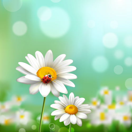 Chamomile flowers and ladybug in vector